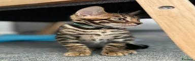 Bengal Kitten 2