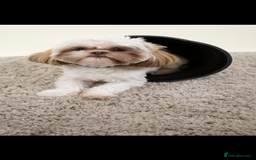 Shih Tzu dogs for sale: Adorable Shih Tzu Puppy Needs Loving Home - Image 2