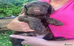 Cockapoo dogs for sale: Six beautiful chocolate F1b cockerpoo babies! - Image 3