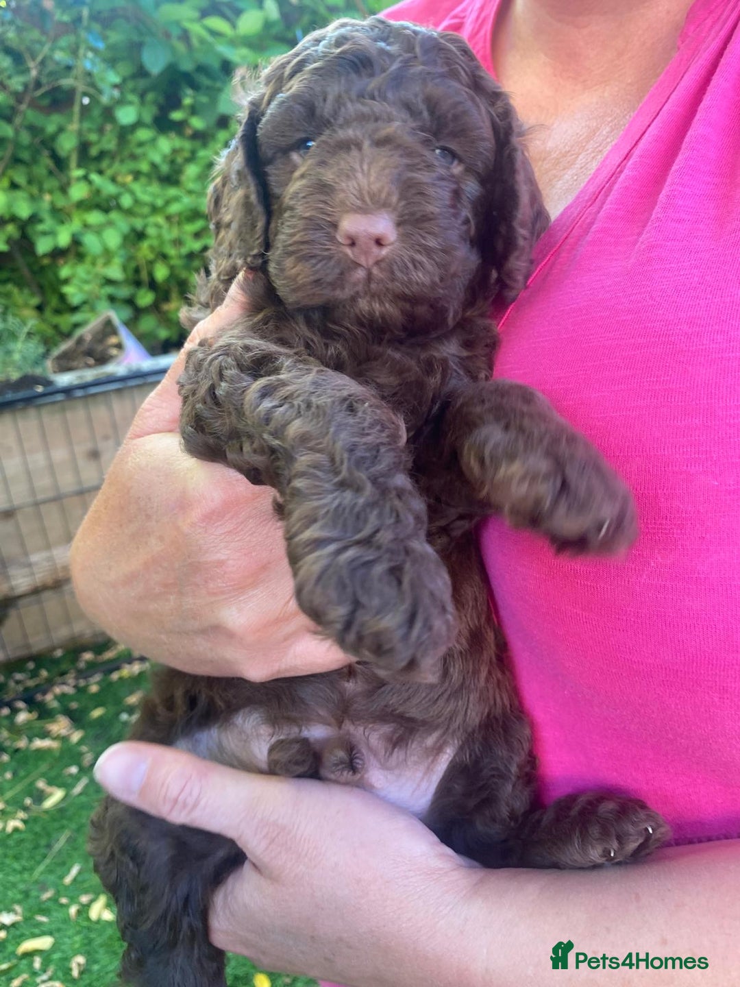Cockapoo dogs for sale: Six beautiful chocolate F1b cockerpoo babies! - Image 3