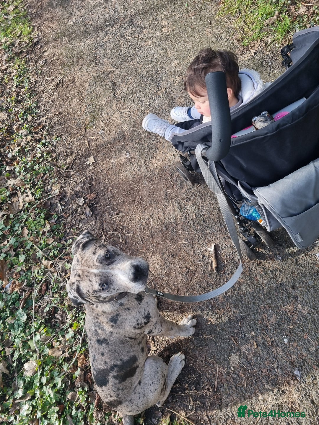 Mixed Breed dogs for sale: 14 month merle mastiff  - Advert 20