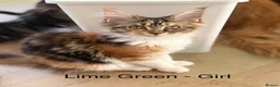 Maine Coon cats for sale: Stunning Maine Coon Kittens Looking for 5⭐️ Homes - Advert 15