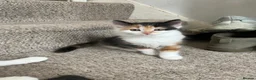 Mixed Breed cats for sale: One female calico longhair kitten  in Kidlington - Advert 6