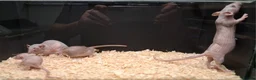 Rat rodents for sale: Baby Dumbo rats, Males & Females - Advert 2