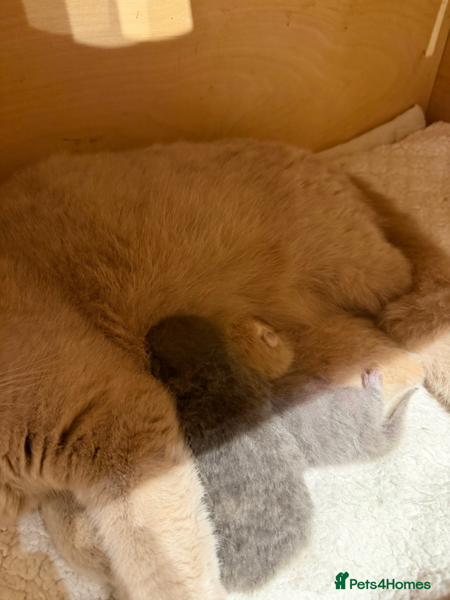 British Shorthair cats for sale: Beautiful British Shorthair kittens available  - Advert 9
