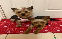 Yorkshire Terrier dogs for sale: ** Yorkshire Terrier Puppies  - Image 13