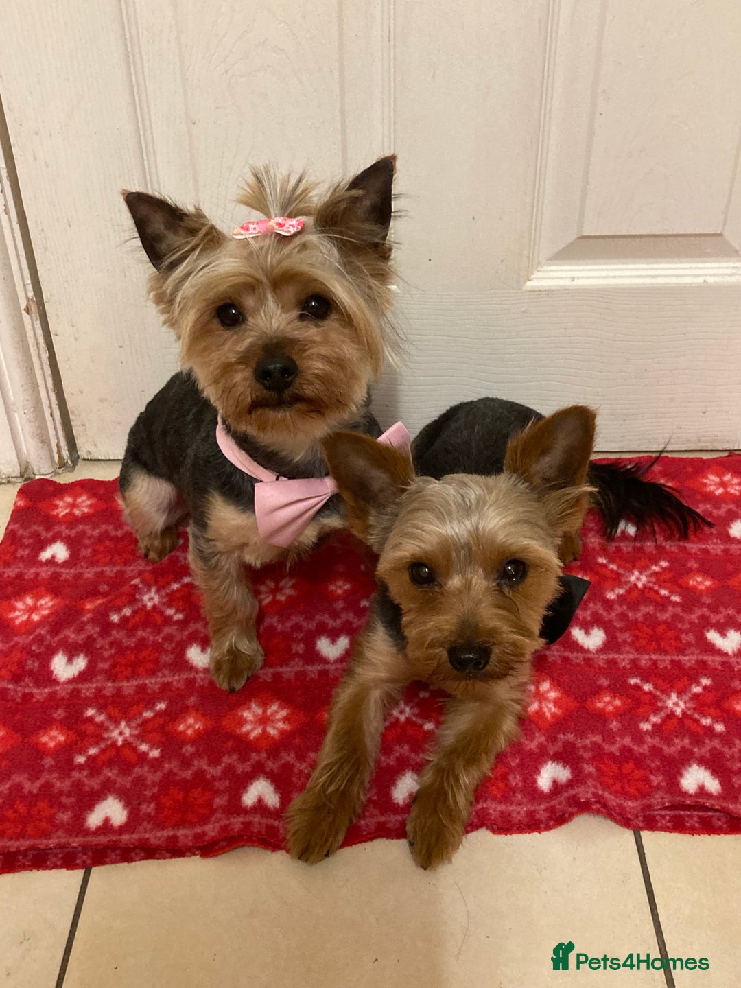 Yorkshire Terrier dogs for sale: ** Yorkshire Terrier Puppies  - Image 13