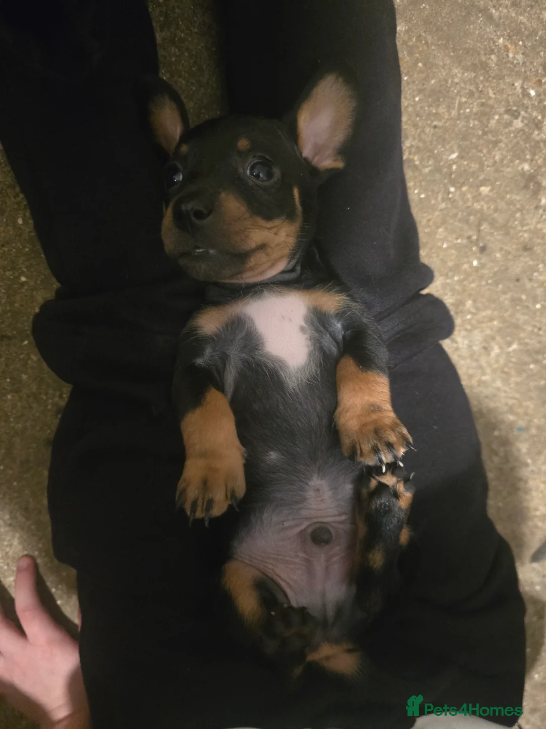 Gallery Image {{count}}