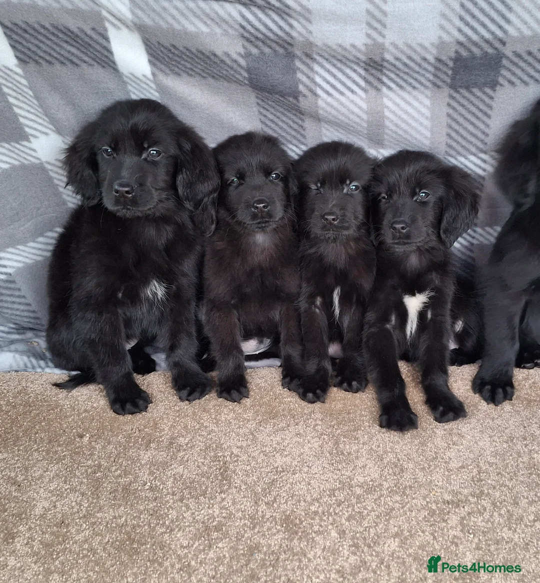 Mixed Breed dogs for sale: flat coated retriever x golden retriever puppies. - Advert 11