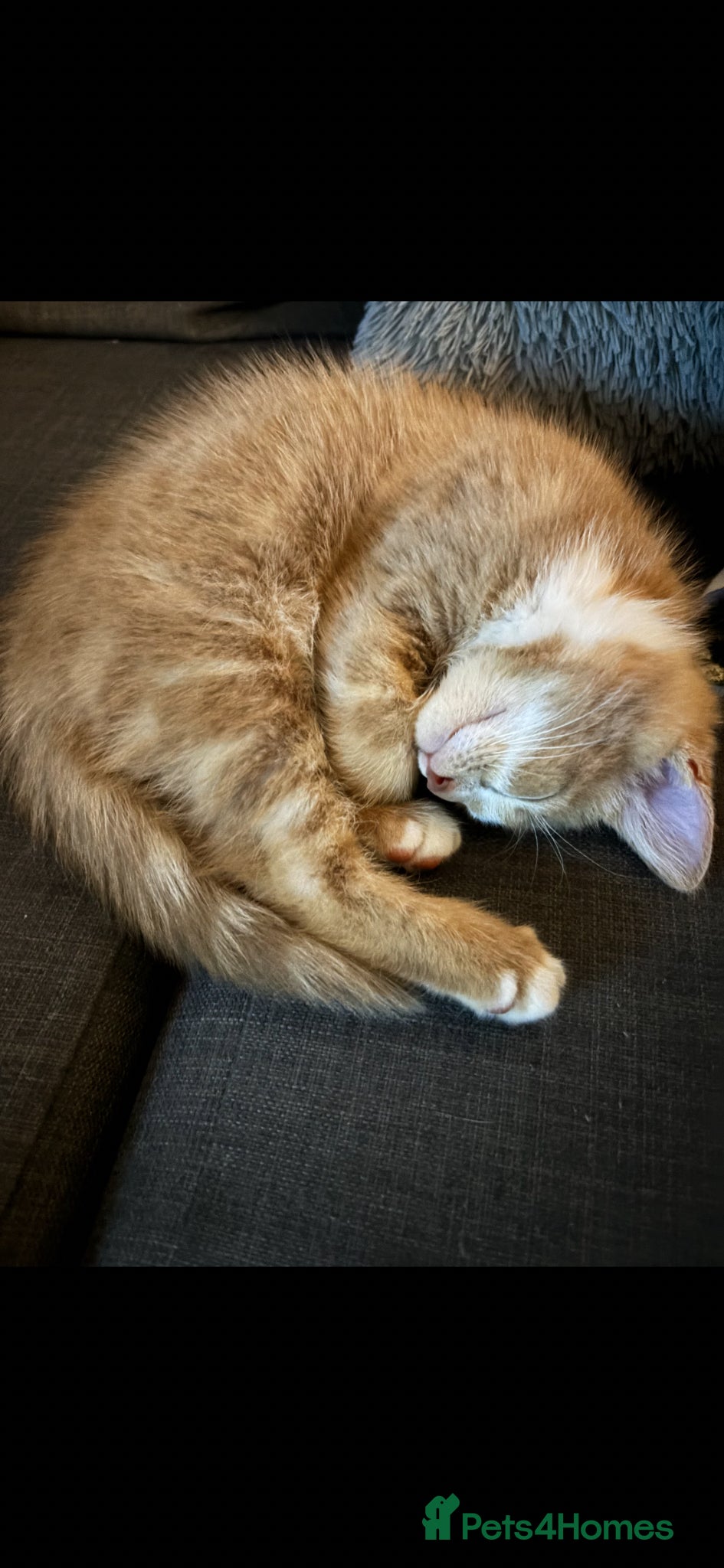 Mixed Breed cats Beautiful tan/ginger kitten - Advert 4