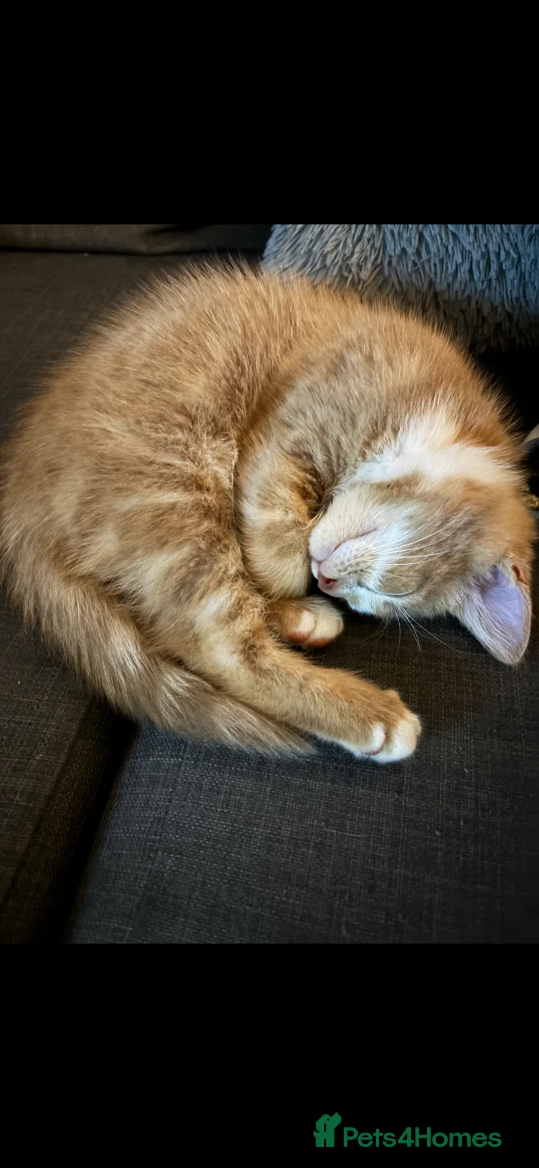 Mixed Breed cats for sale: Beautiful tan/ginger kitten in Pewsey - Advert 1