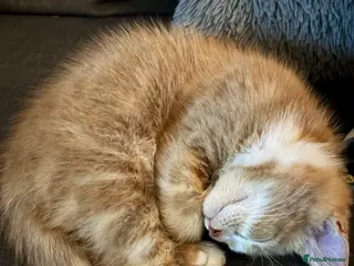 Mixed Breed cats Beautiful tan/ginger kitten - Advert 4