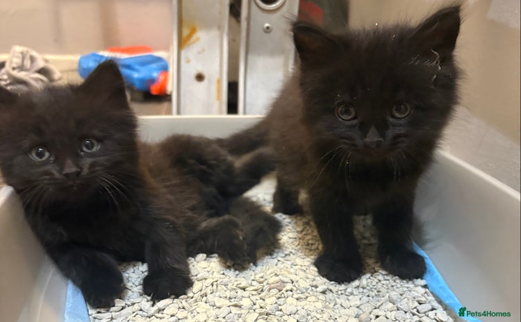 Mixed Breed cats - Advert 13
