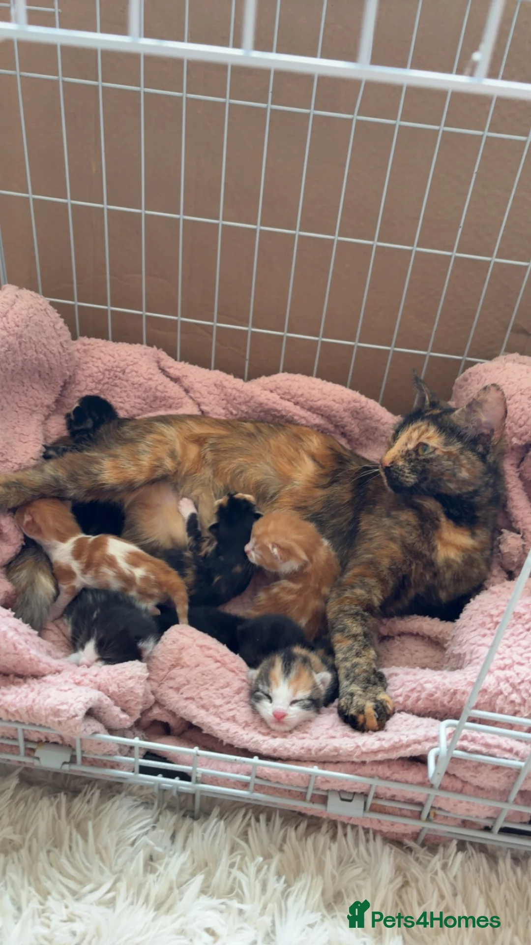 Mixed Breed cats for sale: Mixed tabby kittens in Saint Leonards-on-sea - Advert 1