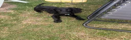 Mixed Breed dogs for sale: Lovely girl puppy cocker spaniel cross patterdale in Romney Marsh - Advert 2