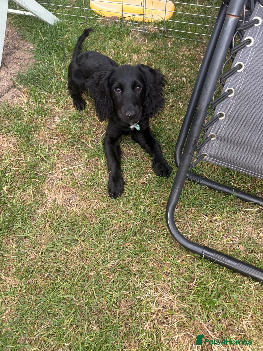 Mixed Breed dogs for sale: Lovely girl puppy cocker spaniel cross patterdale in Romney Marsh - Advert 2