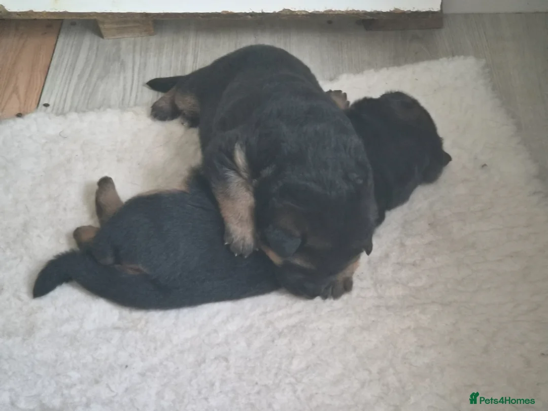 German Shepherd dogs for sale: Beautiful German shepherd puppies 1 left - Advert 35