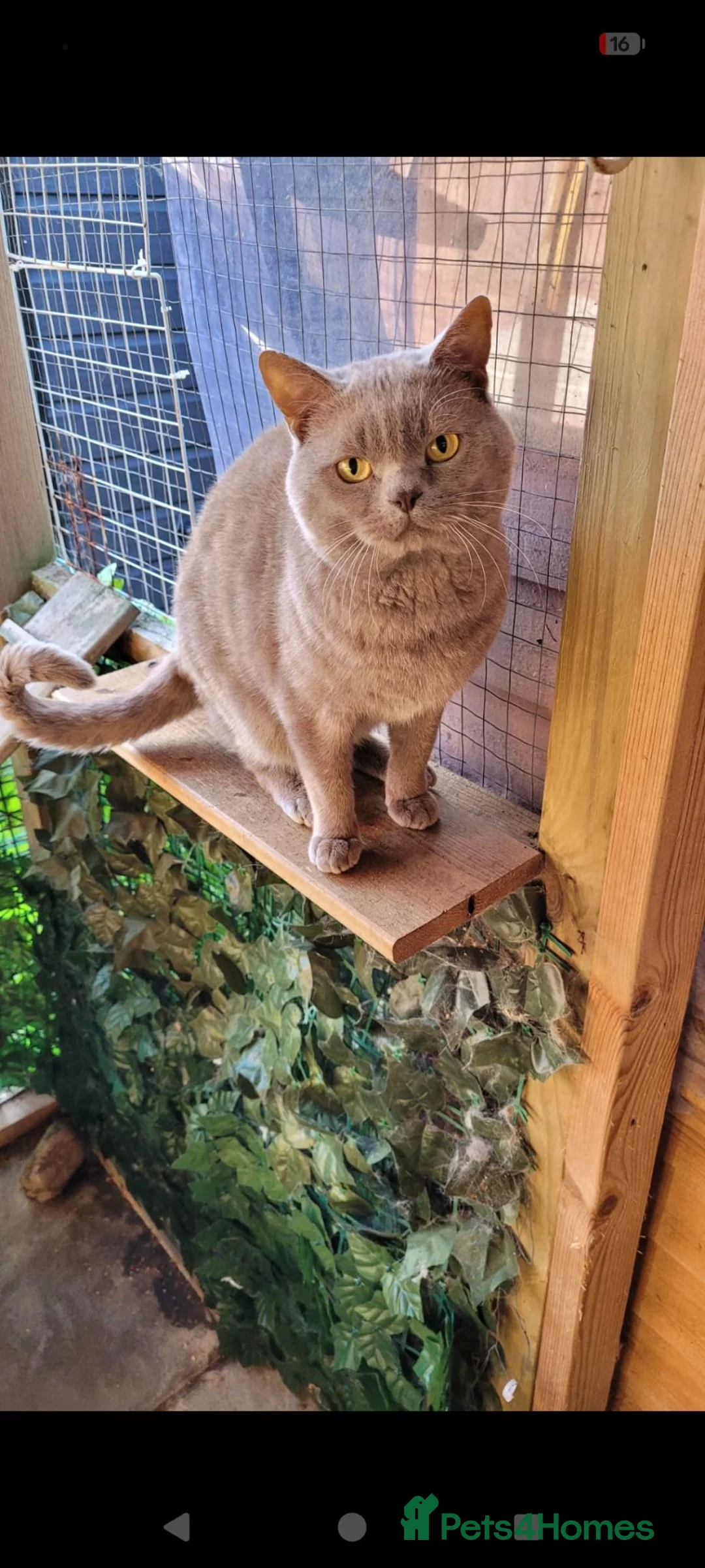British Shorthair cats for sale: Lilac British shorthair kittens - Advert 16