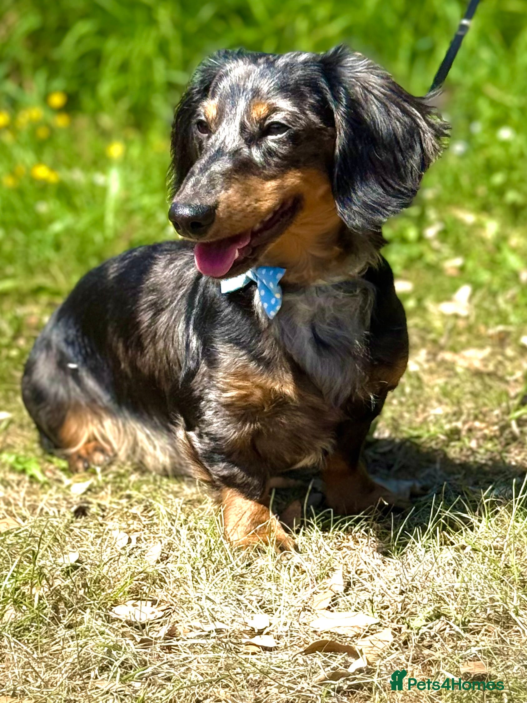 Miniature Dachshund dogs ENZO  - Advert 7
