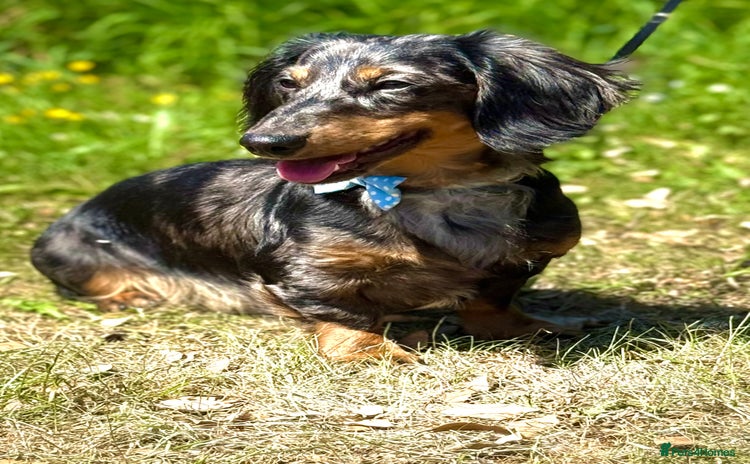 Miniature Dachshund dogs - Advert 1