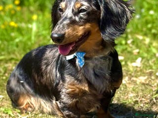Miniature Dachshund dogs ENZO - Advert 24