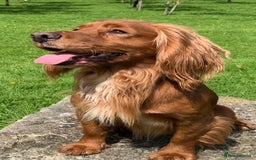 Cocker Spaniel dogs for sale: Beautiful KC Cocker Spaniel Pups - Black - Image 15