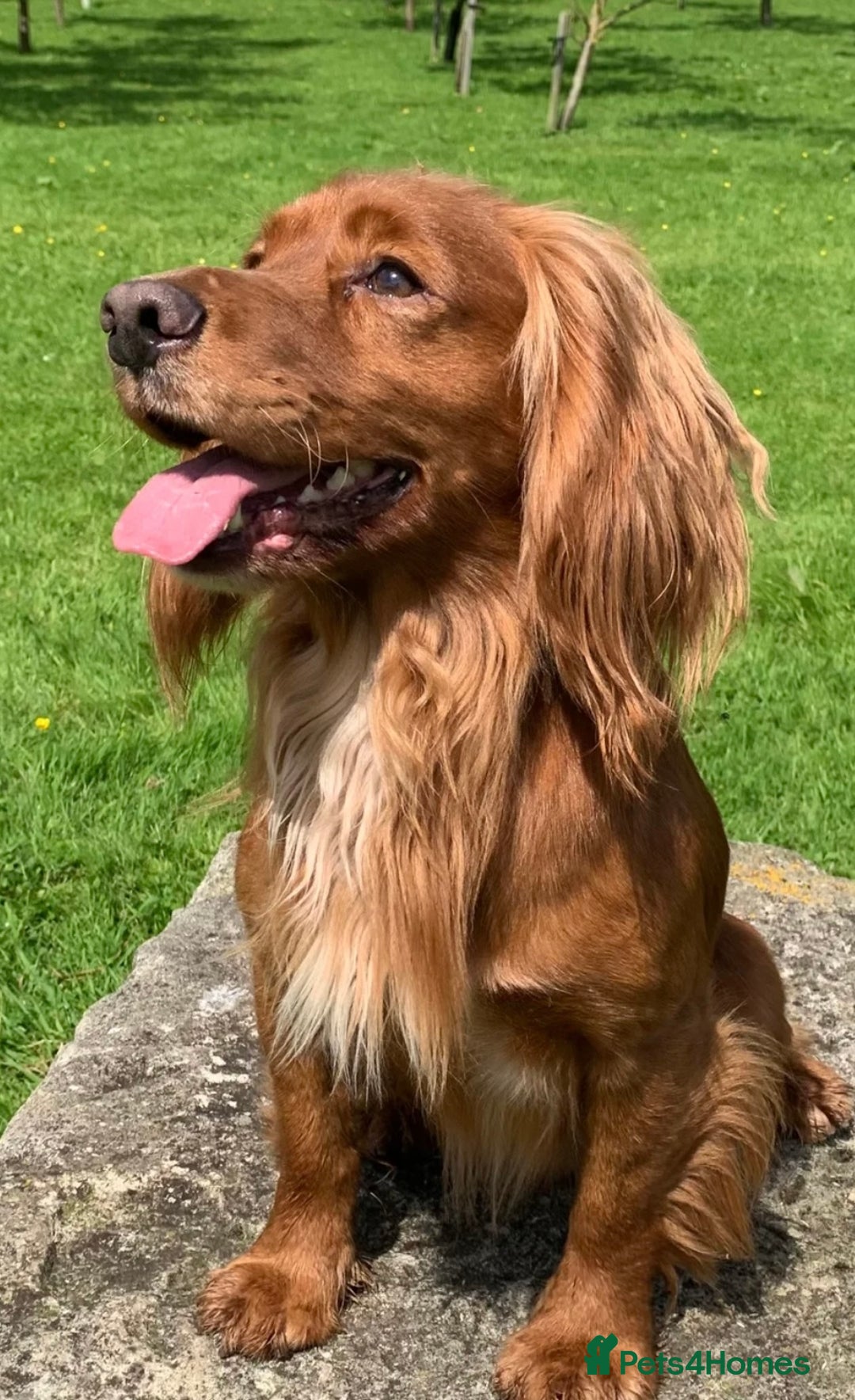 Cocker Spaniel dogs for sale: Beautiful KC Cocker Spaniel Pups - Black - Image 15