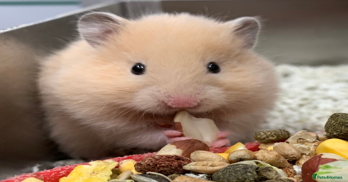 Silver Grey Golden Long Haired Hamster Friendly Well Handled