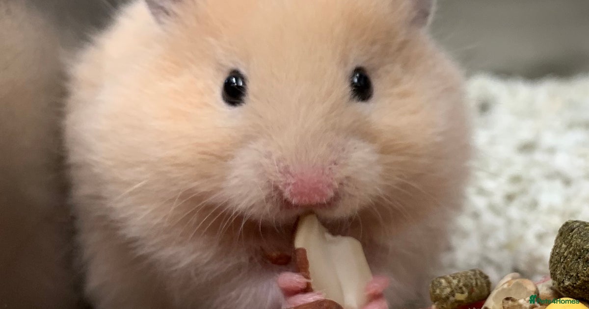 Silver Grey Golden Long Haired Hamster Friendly Well Handled