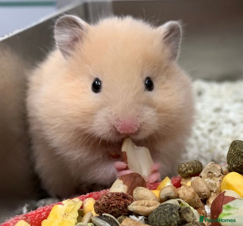 Hamster rodents - Advert 8