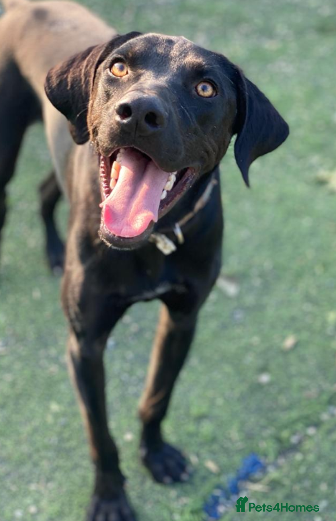 Labrador Retriever dogs for adoption: Joey - waiting over 3 years for a home - Image 4