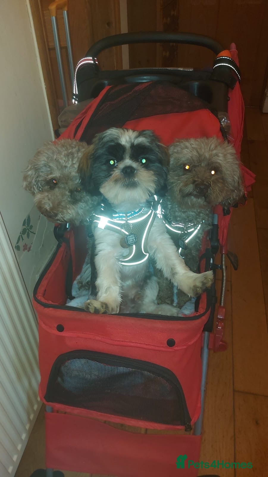 Shih Tzu dogs Beautiful  Shih Tzu puppy needs a loving home - Advert 2