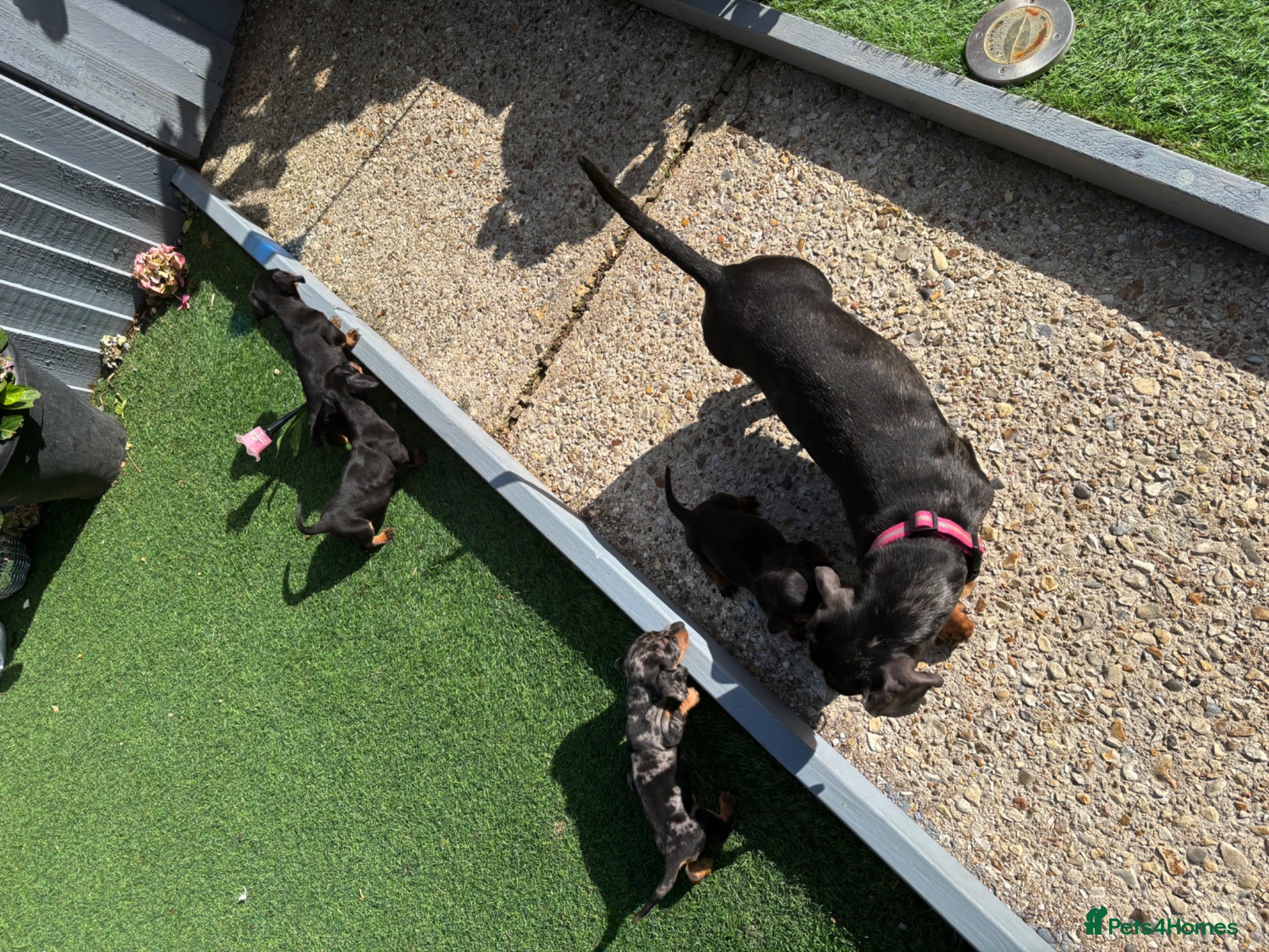 Dachshund dogs 4 beautiful boys  - Advert 1