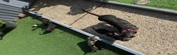 Dachshund dogs for sale: 4 beautiful boys  - Advert 1