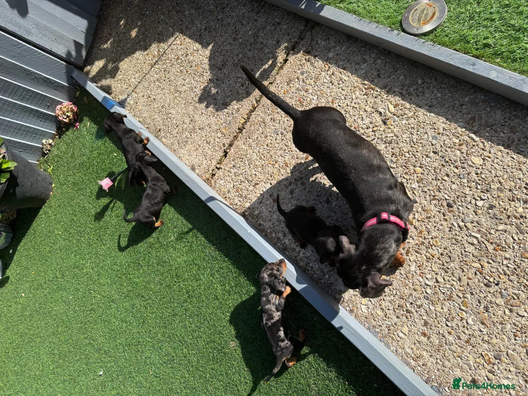Dachshund dogs for sale: 4 beautiful boys  - Advert 1