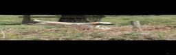 Labrador Retriever dogs for sale: FTCH Sired Labrador Puppies - Advert 7