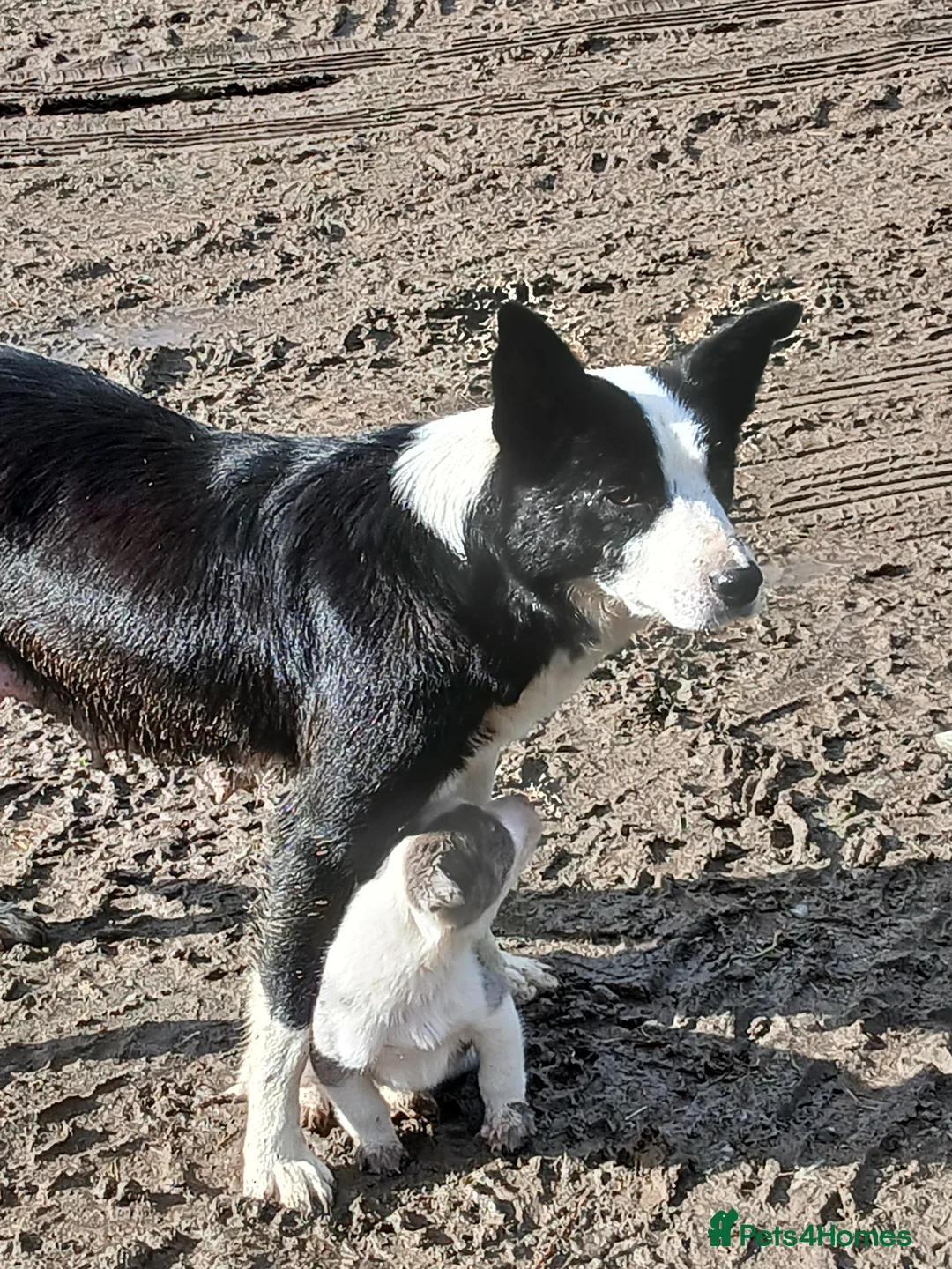 Border Collie dogs for sale: Blue merl border collies - Advert 7