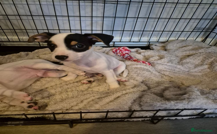 Jack Russell dogs in Taunton - Advert 4