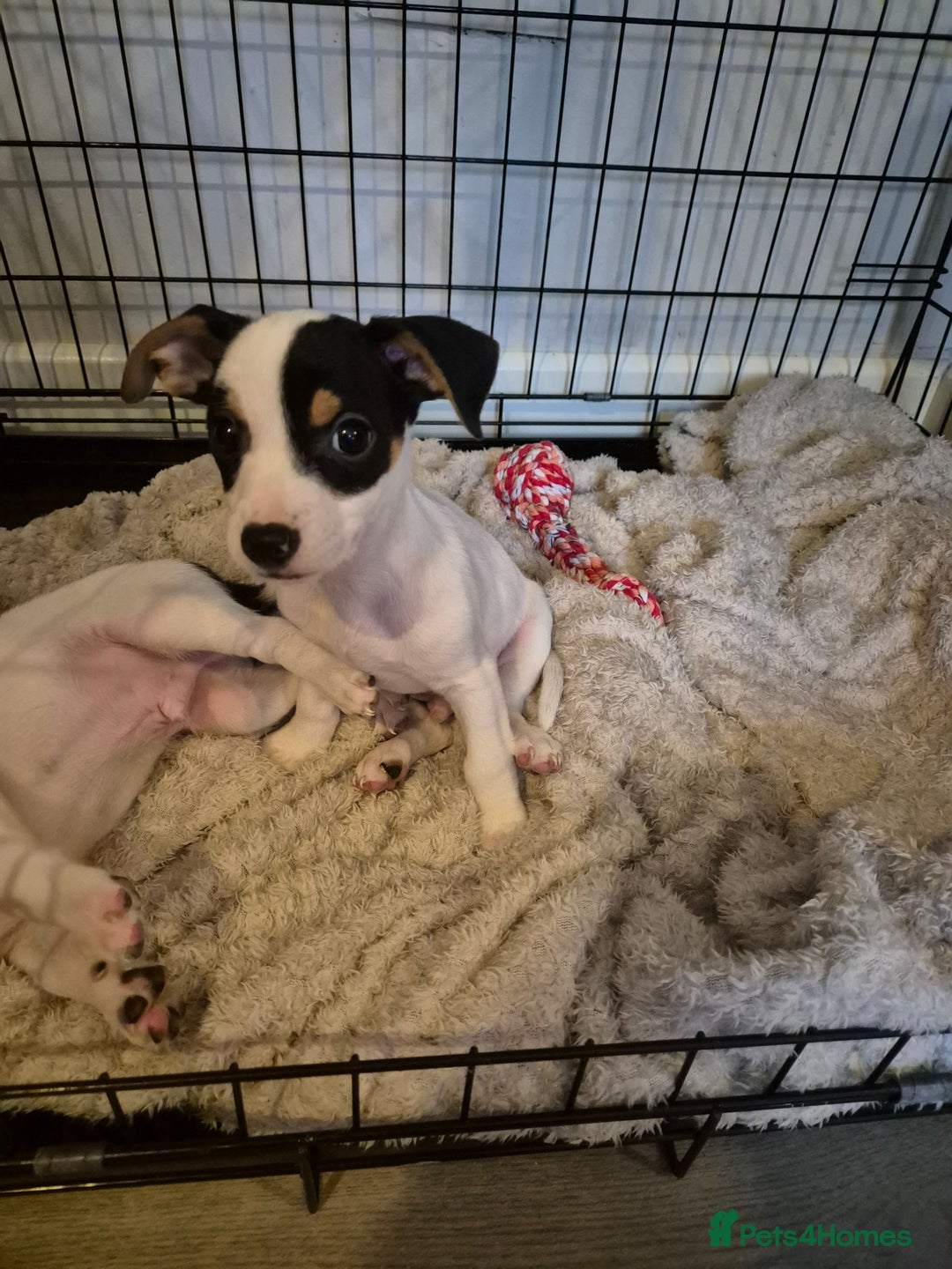 Jack Russell dogs for sale: 1 remaining white & black Jack Russell boy in Taunton - Image 2