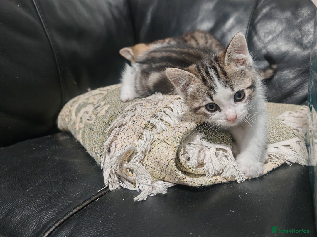 Mixed Breed cats for sale: Kittens for sale!  - Advert 8