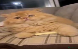 British Longhair cats for stud: Proven red British Longhair boy GCCF  - Image 6