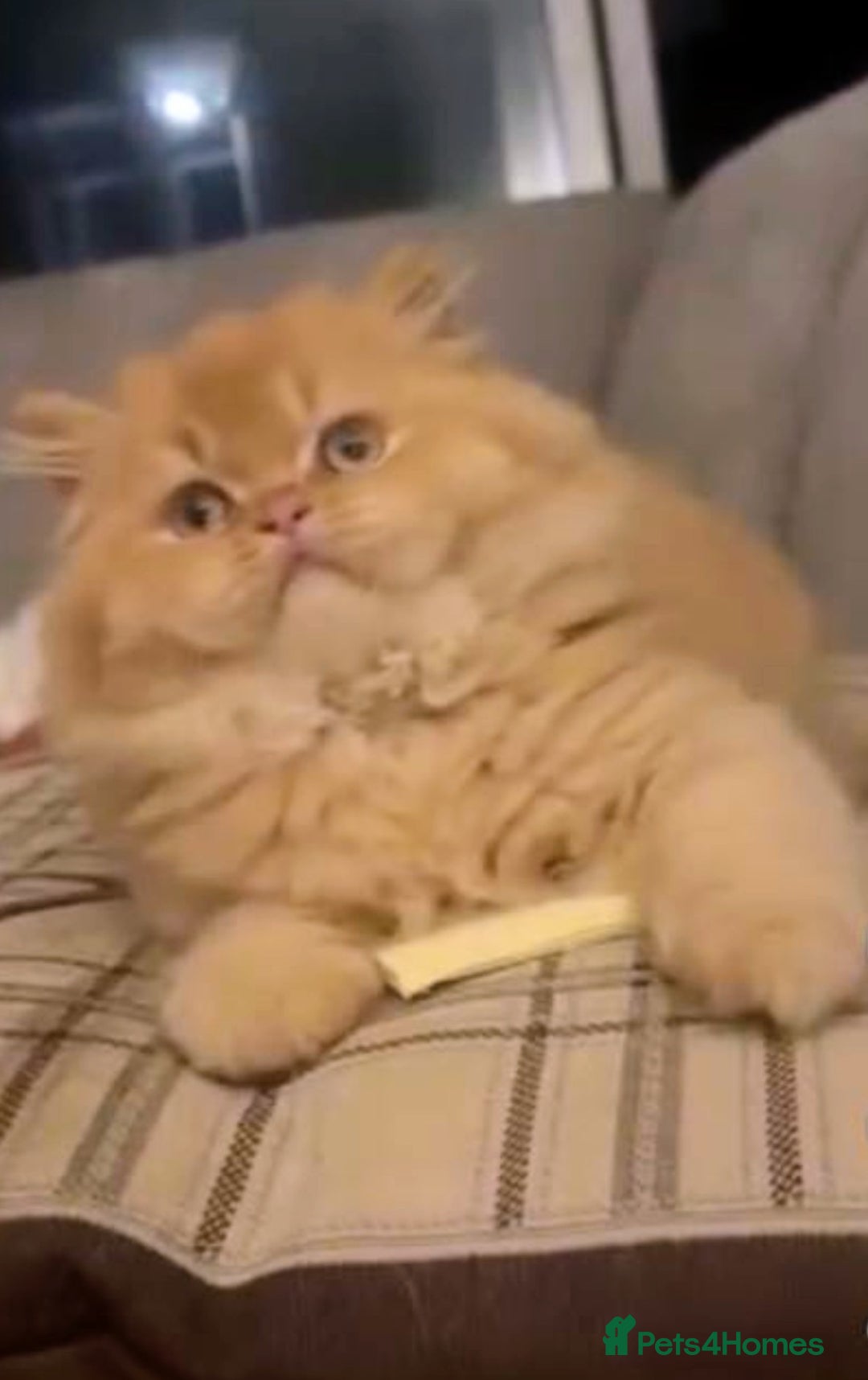 British Longhair cats for stud: Proven red British Longhair boy GCCF  - Image 6