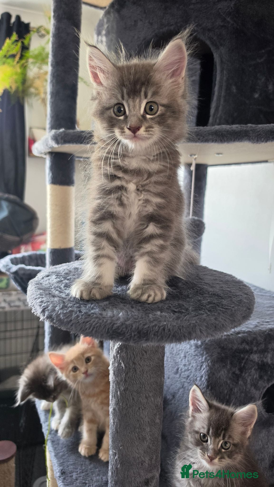 Maine Coon cats  Maine Coon Kittens Looking for Their newHomes 🐾 - Advert 2