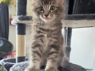 Maine Coon cats Maine Coon Kittens Looking for Their newHomes 🐾 - Advert 1