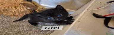 Ragdoll 3