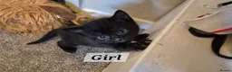 Ragdoll cats for sale: RAGDOLL X KITTENS 2 GIRLS 2 BOYS  - Advert 3