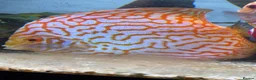 Discus fish for sale: Discus fish  - Advert 5