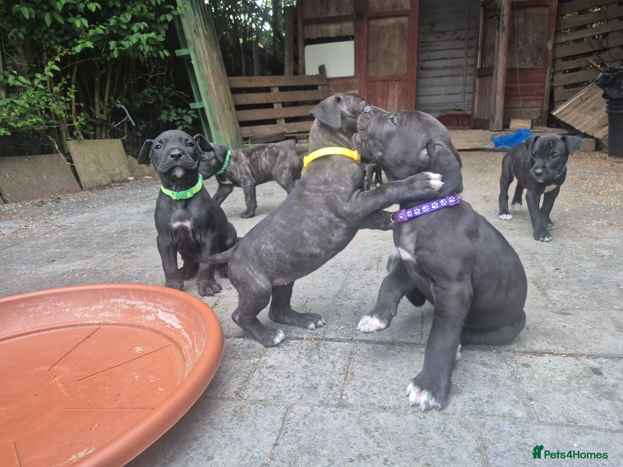 Presa Canario dogs Presa Canario Puppies ♥️ - Advert 2