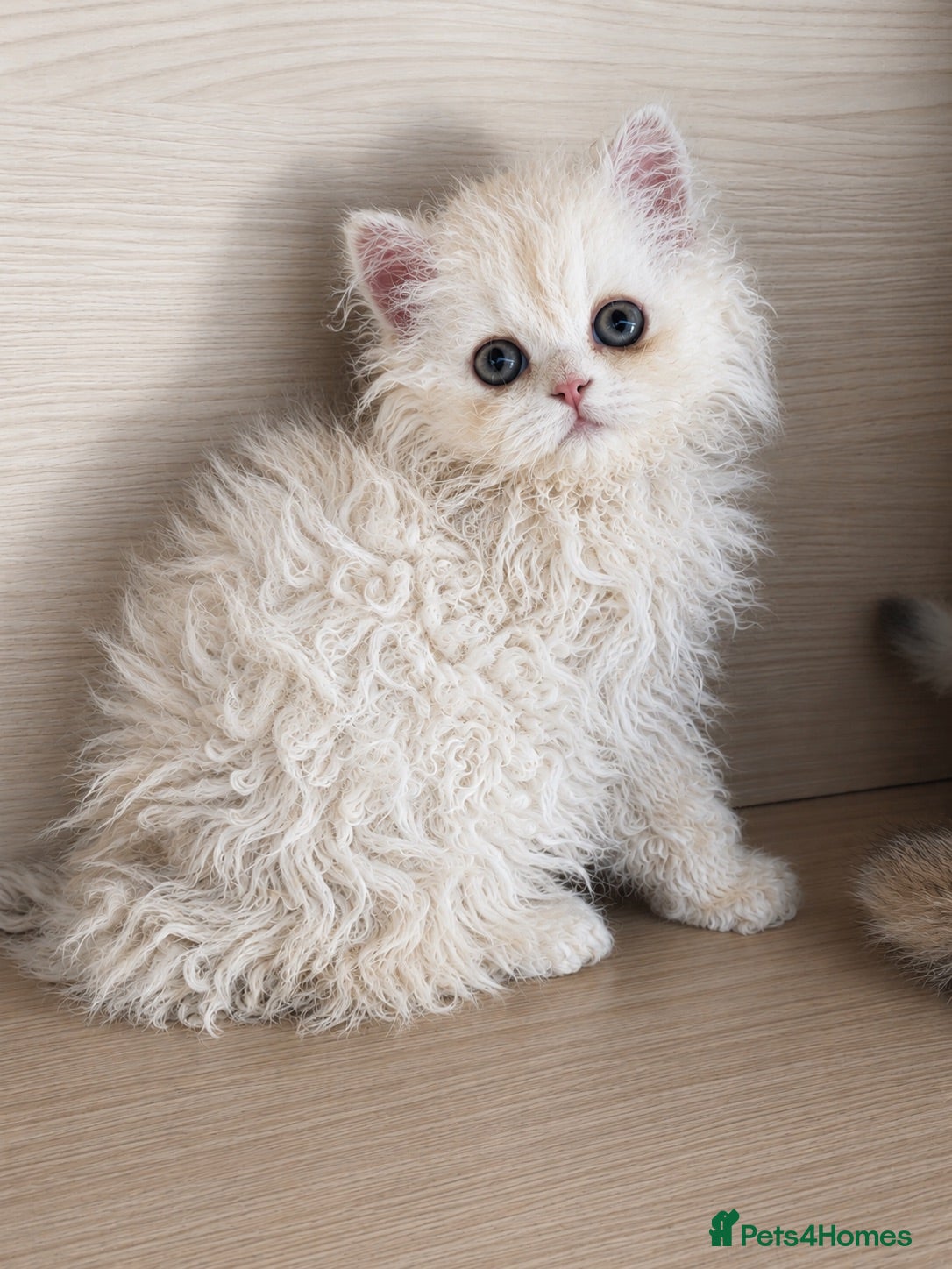 Selkirk Rex cats Gorgeous Selkirk Rex Kittens- Long Curly hair - Advert 7