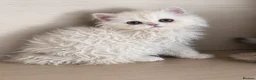 Selkirk Rex cats for sale: Gorgeous Selkirk Rex Kittens- Long Curly hair - Advert 1